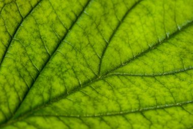 Yapılı yeşil yaprak, makro