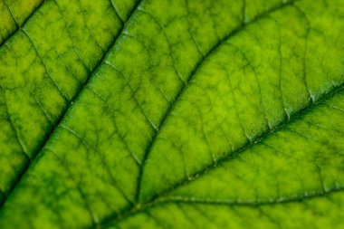 Yapılı yeşil yaprak, makro