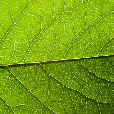 Yapılı yeşil yaprak, makro