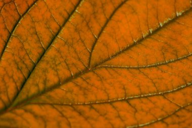 Yapılı kırmızı sonbahar yaprağı, makro