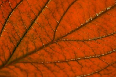 Yapılı kırmızı sonbahar yaprağı, makro