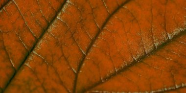 Yapılı kırmızı sonbahar yaprağı, makro