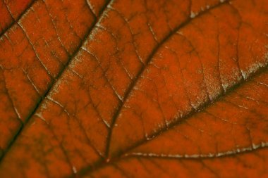 Yapılı kırmızı sonbahar yaprağı, makro