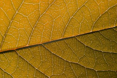 Yapılı kırmızı sonbahar yaprağı, makro