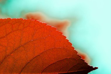 Yapılı kırmızı sonbahar yaprağı, makro