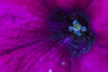 Petunya çiçeğinin makro arkaplan deseni fotoğrafı