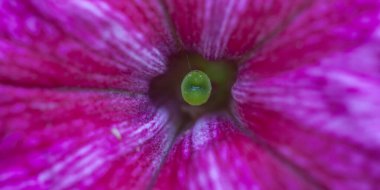 Petunya çiçeğinin makro arkaplan deseni fotoğrafı