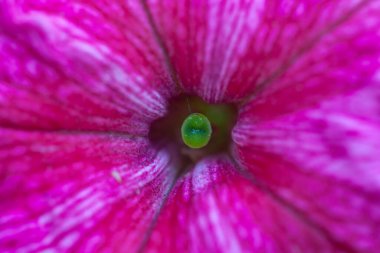 Petunya çiçeğinin makro arkaplan deseni fotoğrafı