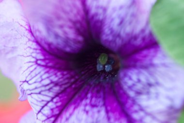 Petunya çiçeğinin makro arkaplan deseni fotoğrafı