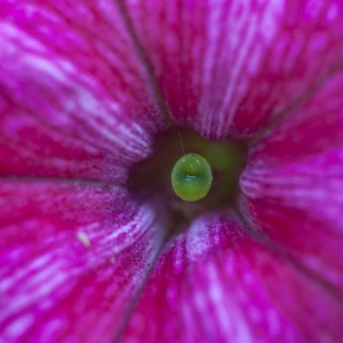 Petunya çiçeğinin makro arkaplan deseni fotoğrafı