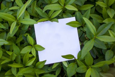 Taze yeşil yaprakların dokusu ve içinde harf var.