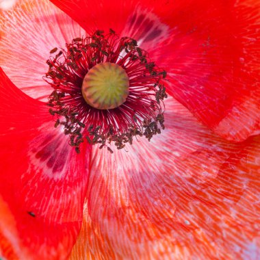 Makro yakın plan parlak kırmızı gelincik çiçeği.
