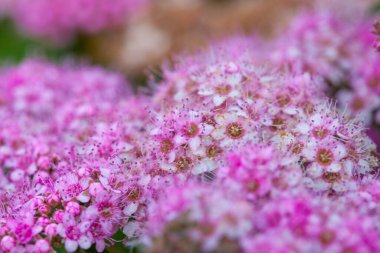 Yaz çiçekli, yumuşak, pembe çiçekler.