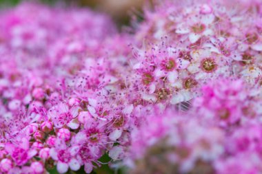 Yaz çiçekli, yumuşak, pembe çiçekler.