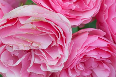 Parlak pembe narin gül çiçeği, güzel arka plan.