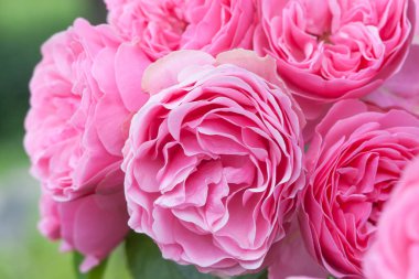 Parlak pembe narin gül çiçeği, güzel arka plan.