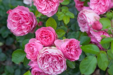 Yazın bahçede güzel pembe güller