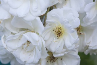 Romantik yaz, beyaz gül çiçekleri.