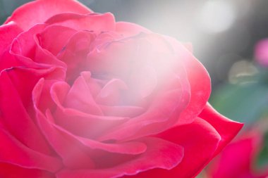 Gün batımında bahçede taze kırmızı gül