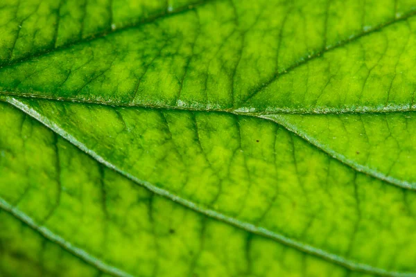 Folha Verde Com Estrutura Macro — Fotografia de Stock