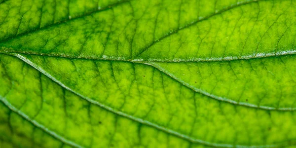 Hoja Verde Con Estructura Macro — Foto de Stock