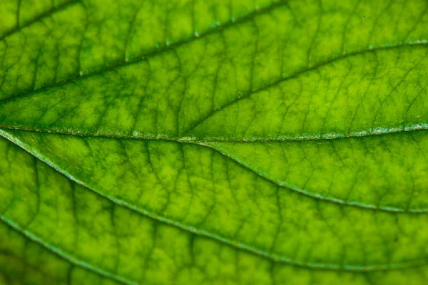 Hoja Verde Con Estructura Macro — Foto de Stock