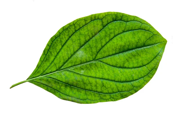 Hoja Verde Con Estructura Macro Aislada Blanco —  Fotos de Stock