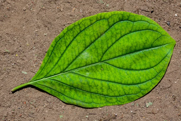 Yapılı Yeşil Yaprak Makro — Stok fotoğraf
