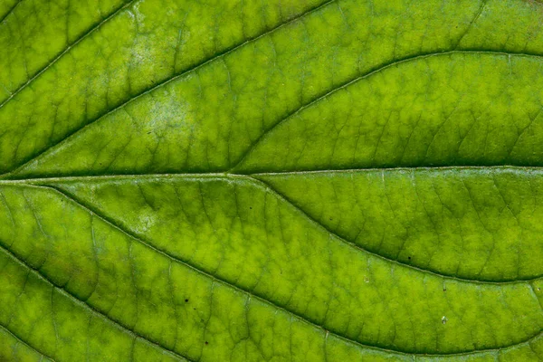 Yapılı Yeşil Yaprak Makro — Stok fotoğraf