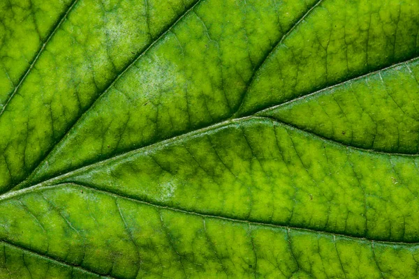 Grünes Blatt Mit Struktur Makro — Stockfoto