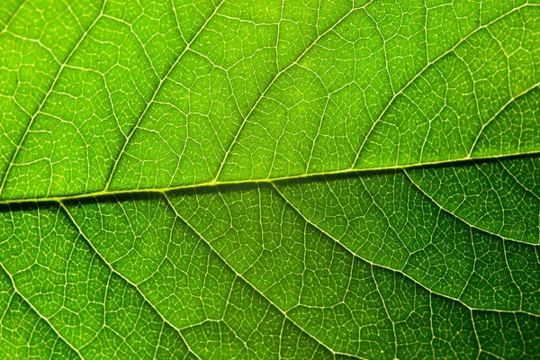 Folha Verde Com Estrutura Macro — Fotografia de Stock