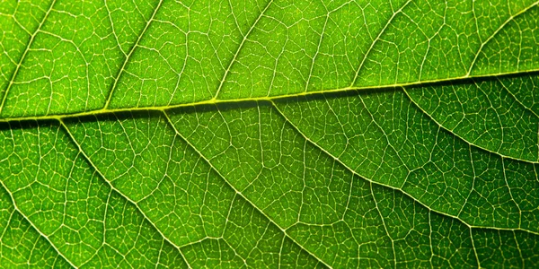 Folha Verde Com Estrutura Macro — Fotografia de Stock