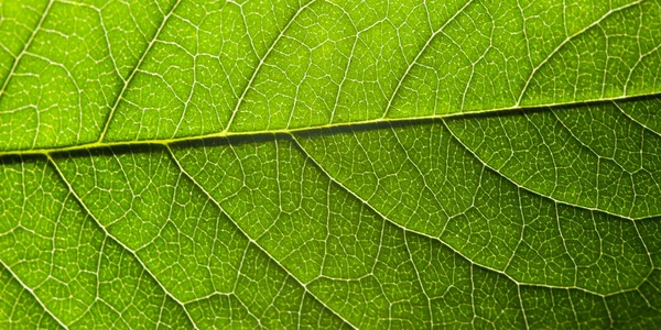 Зелений Лист Структурою Макро — стокове фото