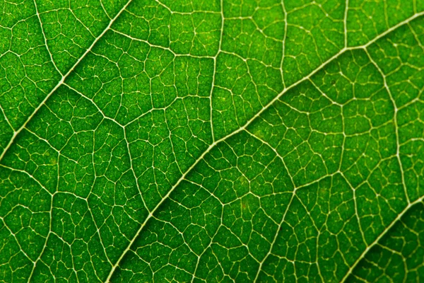 Зеленый Лист Структурой Макрос — стоковое фото