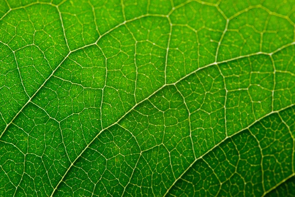 Hoja Verde Con Estructura Macro — Foto de Stock