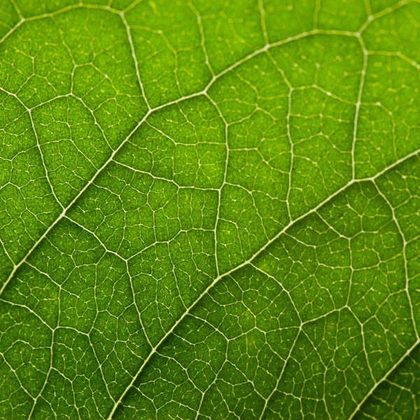 Зеленый Лист Структурой Макрос — стоковое фото