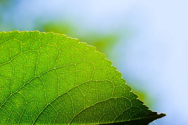 Green leaf with structure, macro