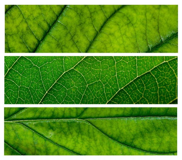 Green leaf with structure, macro