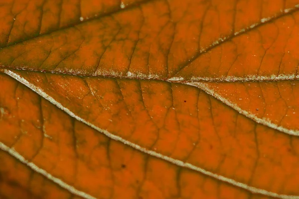 Červený Podzimní List Strukturou Makro — Stock fotografie