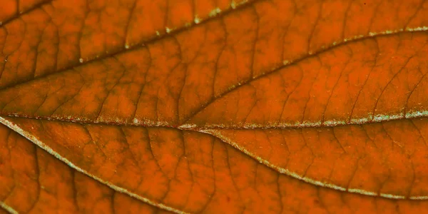Red Autumn Leaf Structure Macro — Stock Photo, Image