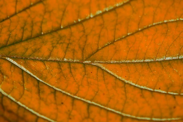 Červený Podzimní List Strukturou Makro — Stock fotografie