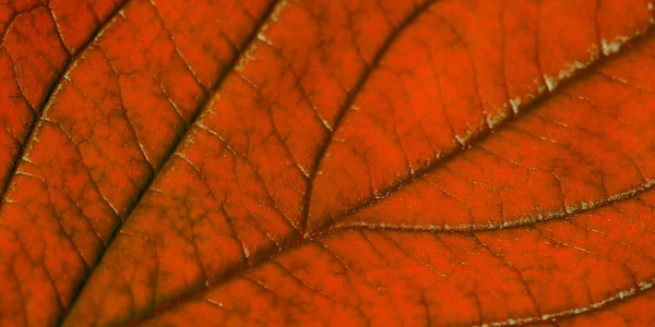 Rotes Herbstblatt Mit Struktur Makro — Stockfoto