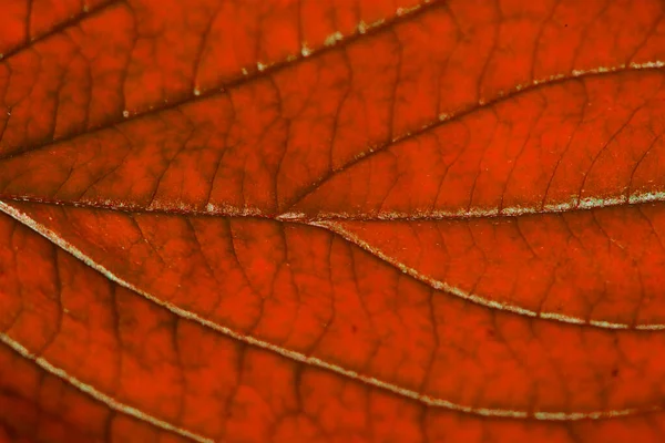 Folha Outono Vermelho Com Estrutura Macro — Fotografia de Stock