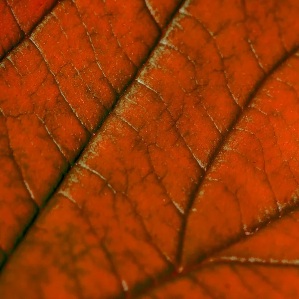 Red autumn leaf with structure, macro
