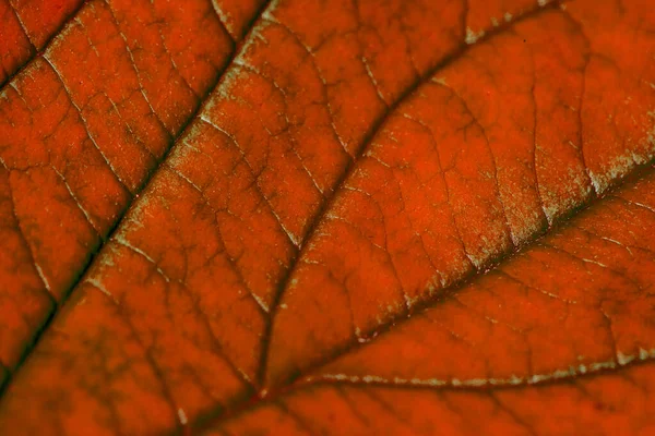 Red autumn leaf with structure, macro