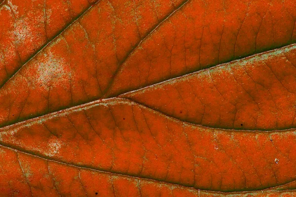 Folha Outono Vermelho Com Estrutura Macro — Fotografia de Stock