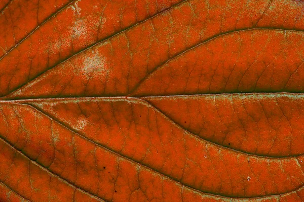 Rotes Herbstblatt Mit Struktur Makro — Stockfoto