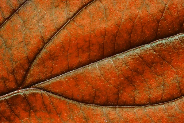 Rotes Herbstblatt Mit Struktur Makro — Stockfoto