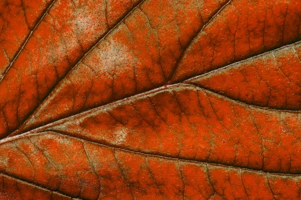 Foglia Rossa Autunnale Con Struttura Macro — Foto Stock