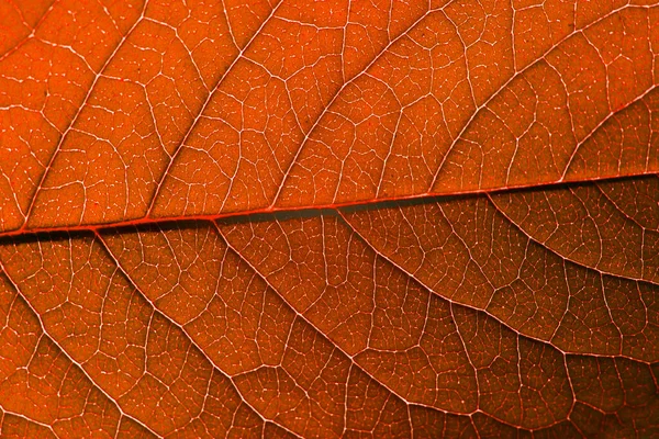 Folha Outono Vermelho Com Estrutura Macro — Fotografia de Stock